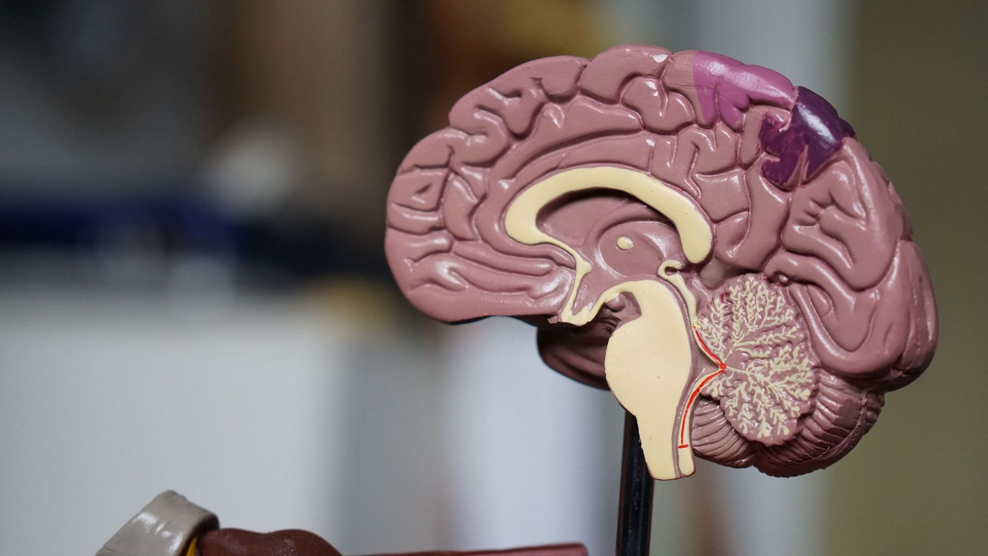 Due to physical strain, it can impact brain health (Image via Unsplash/Robina Weermeijer)